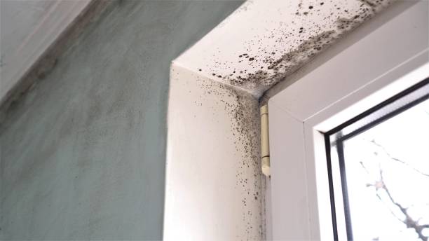 Best Black Mold Removal  in Pahrump, NV