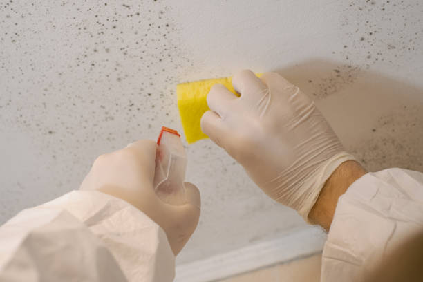 Best Asbestos and Lead Testing During Mold Inspection  in Pahrump, NV